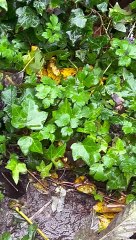 Mouse Family Explores Tiny Garden Village