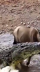 Buaya ber buru mangsa