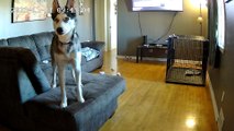 Husky Rips Couch Apart