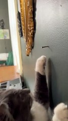 When Your Cat Was a Carpenter in a Past Life