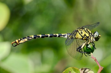 Atlas des Libellules et Demoiselles de la Drôme