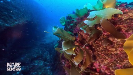 Mare Dentro: oggi la storia del Twiga. E’ una delle immersioni più complesse