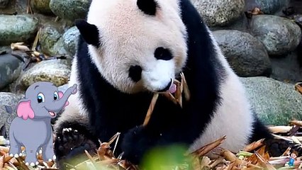 Learn Alphabet P with Shaaani Kids Cartoon TV