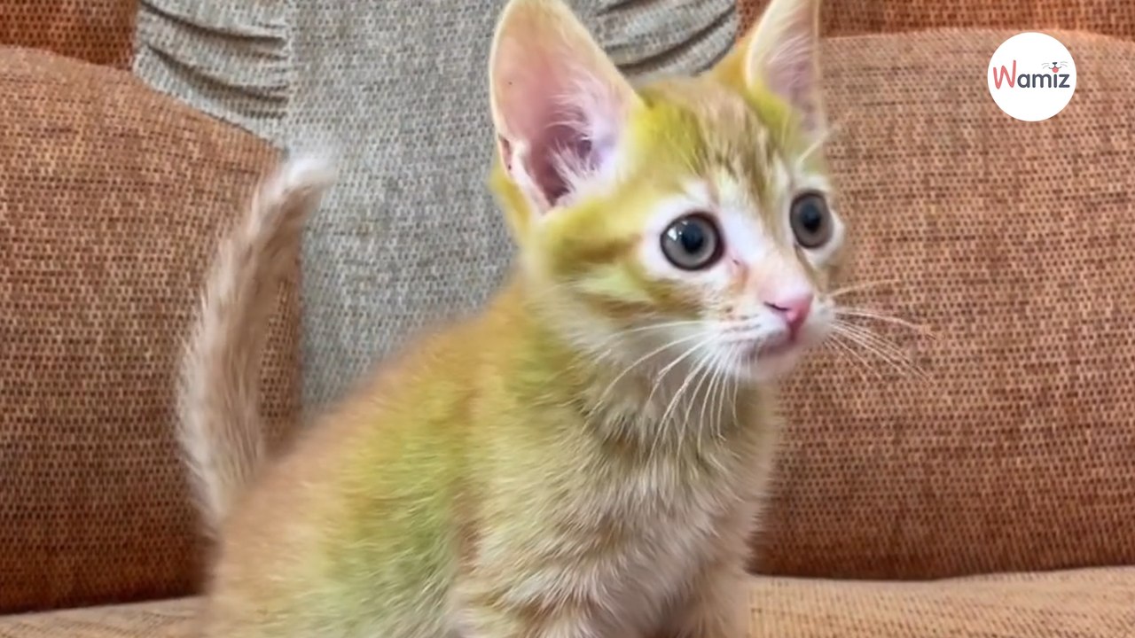 Grünes Kätzchen von einem anderen Planeten: Nur der Tierarzt kennt sein Geheimnis