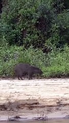 Macan tutul vs kapibara