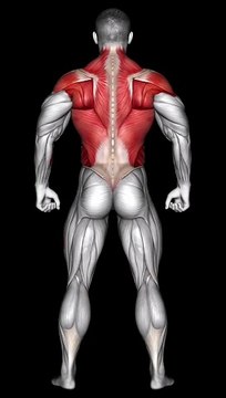 Ultimate Back Exercise #backexercises #strengthtraining #fitnessgoals #sculptedback #shorts #short