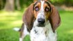 ¿Tu Perro Está En Riesgo? Las 5 Razas De Perros Más Propensas A Infecciones De Oído