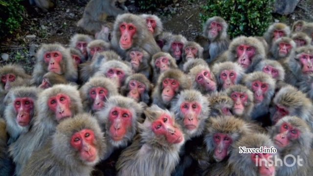 hazrat dawood alaihis salam ka waqia __ hazrat dawood ali salam ki kaun ko bandar kyu bana diya gaya