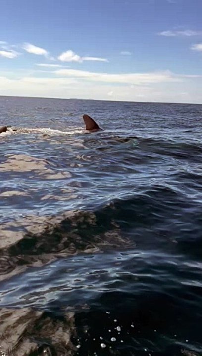 Ballenas pelean por comida en Guanaja