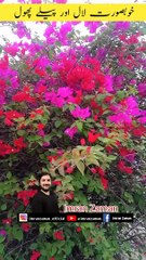 Beautiful Pink and Red Flowers 
