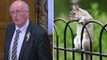 Grey squirrels are ‘Hamas of squirrel world’, MP says in Westminster debate