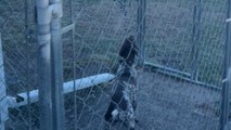 Super athletic German Shorthaired Pointer jumps out of his 6-foot kennel