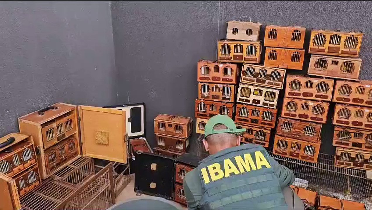 15 pessoas são presas por rinha de canários da terra em Luziânia