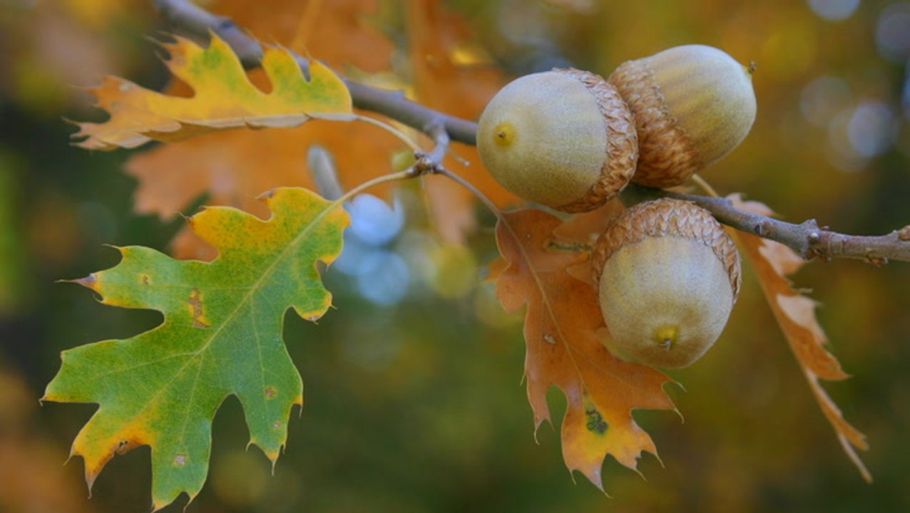How to Grow an Oak Tree from an Acorn video Dailymotion