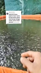 Sortir lele itu seminggu sekali, 2 Minggu sekali, atau sebulan sekali❓