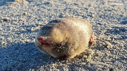 شاهد: بعد اختفائه على مدى 87 عاما.. رصد خلد ذهبي في جنوب أفريقيا