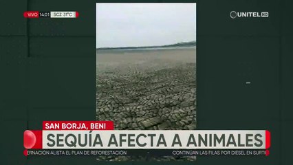La sequía afecta a San Borja afectando a los animales