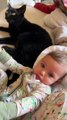 Cat Gets A Whiff of Baby's Blow Out