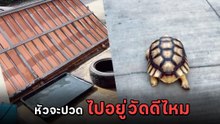 หนุ่มโพสต์ อย่าดูถูกพลังเต่า หลังเต่าเลี้ยงพังประตูบ้าน หัวจะปวด ไปอยู่วัดไหม ?