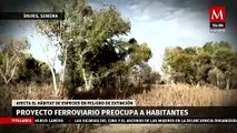 Proyecto ferroviario afecta el hábitat de especies en peligro de extinción en Sonora