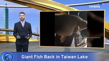 Massive Fish Catch Signals Recovering Ecosystem in Taiwan's Sun Moon Lake