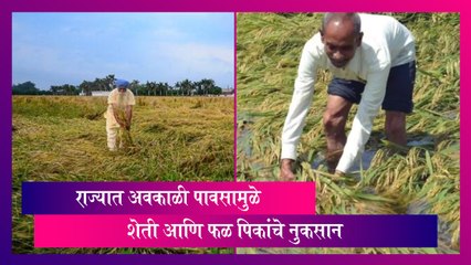 Maharashtra: राज्यात अवकाळी पावसामुळे शेती आणि फळ पिकांचे नुकसान