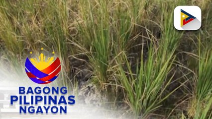 Batangas, Cavite, at Oriental Mindoro, makararanas ng tagtuyot ngayong Disyembre