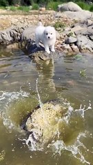 Descargar video: Puppy And Fish Playing With Each Other | Animals Funny Reactions | Animals Funny Moments | Cute Pets #animals #pets #dog #doglover #cutepuppies #fun #love #cute #beautiful #funny