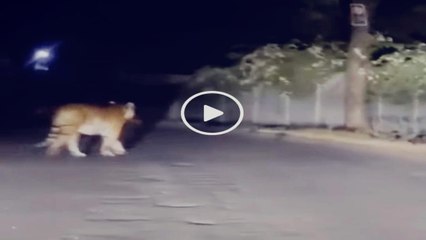 बाघिन के शावक ने उड़ाई वन विभाग की नींद,पूर्व CM अर्जुन सिंह के बेटे की कोठी के पास घूम रहा था टाइगर