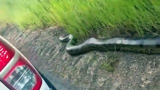 Un gigantesque anaconda se balade en bord de route au brésil
