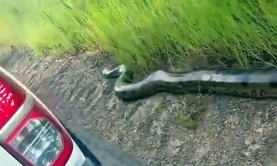 Un gigantesque anaconda se balade en bord de route au brésil