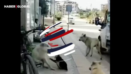 Korkusuz kedinin önüne çıkan köpeklere verdiği ders şaşırttı!