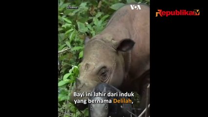 Bayi Badak Sumatera Lahir di Way Kambas
