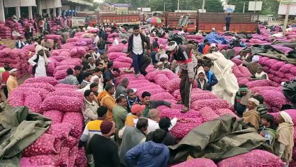 मंडी में खुले आसमान के नीचे रखी प्याज की फसल को बारिश से हो रहा नुकसान,देखे वीडियो