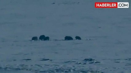 Karla kaplı Ardahan ovasında yiyecek arayan domuz sürüsü kamerada