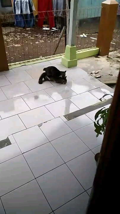 Cat married