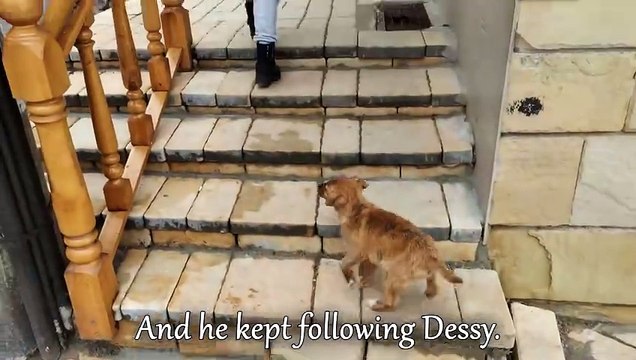 Abandoned Puppy Followed Us Home And We Let Him In