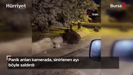 Panik anları kamerada: Sinirlenen ayı böyle saldırdı