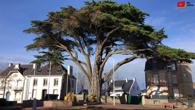Quiberon | Deux cyprès abattus | TV Quiberon 24/7