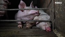 Maltrato animal: deformaciones, tumores y hernias en una granja de cerdos en Quintanilla del Coco, Burgos