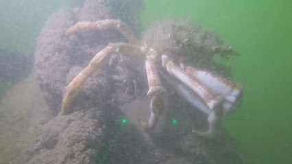 Côte belge : un récif de moules pour lutter contre l'érosion côtière