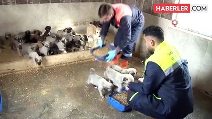 Sivas'ta Sokak Hayvanlarına 5 Yıldızlı Bakım