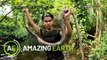 Amazing Earth: Do you have what it takes to capture a snakes? (Online Exclusive)