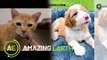 Amazing Earth: Anything is PAWS-ible with cats and dogs! (Online Exclusive)