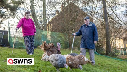 Pensioner who walks his flock of turkeys through village needs someone to rehome them