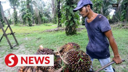 Progressive wage system will be voluntary, says Rafizi