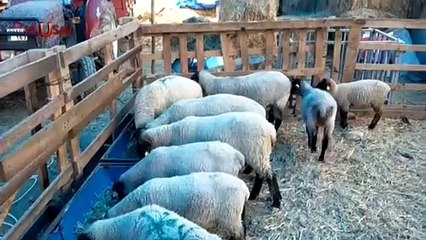 Besiciler Yem ve Mazot Fiyatlarından Yakınıyorlar!