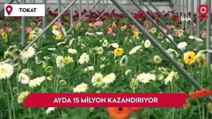 Tokat'ta 800 dönüm ekildi, servet kazandırıyor ve ayda 15 milyon TL kazanç elde ediliyor: Dünyadan yoğun talep alıyor!