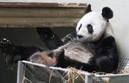 Edinburgh Zoo pandas: public say farewell after 12 years