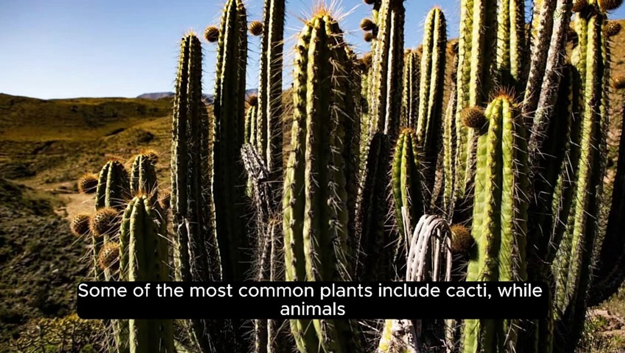 Did You Know - Sahara Desert #Didyouknow #Sahara #Dailymotion